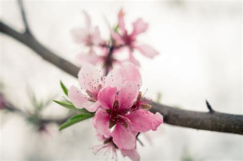 桃花圖|超过 100000 张关于“桃花树”和“桃花”的免费图片